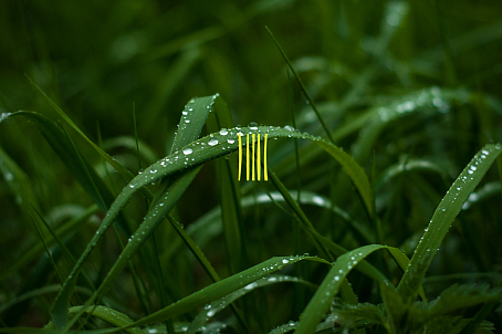 Lemongrass-изображение-48818