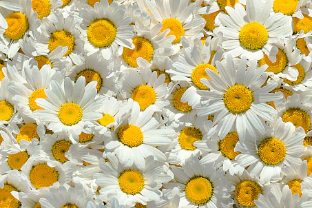 Roskvit-picture-56896